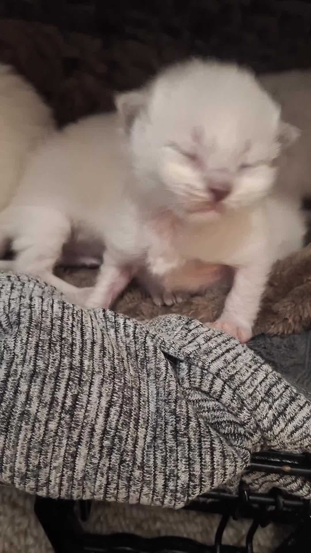 Ragdoll cats for sale:  GCCF Ragdoll kittens. Grand Champion lines - Video 1