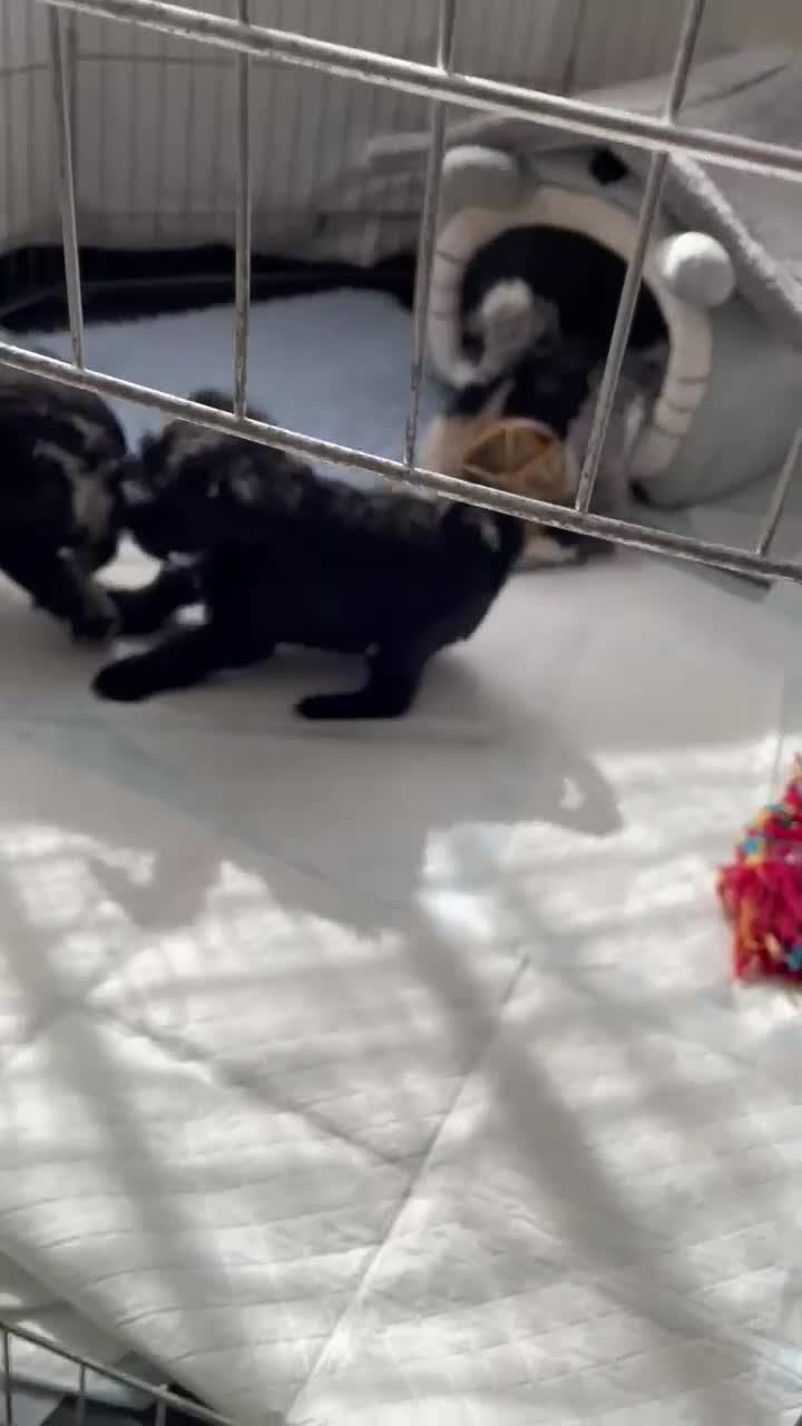 Miniature Schnauzer dogs for sale: Gorgeous Miniature Schnauzer Puppies  - Video 1