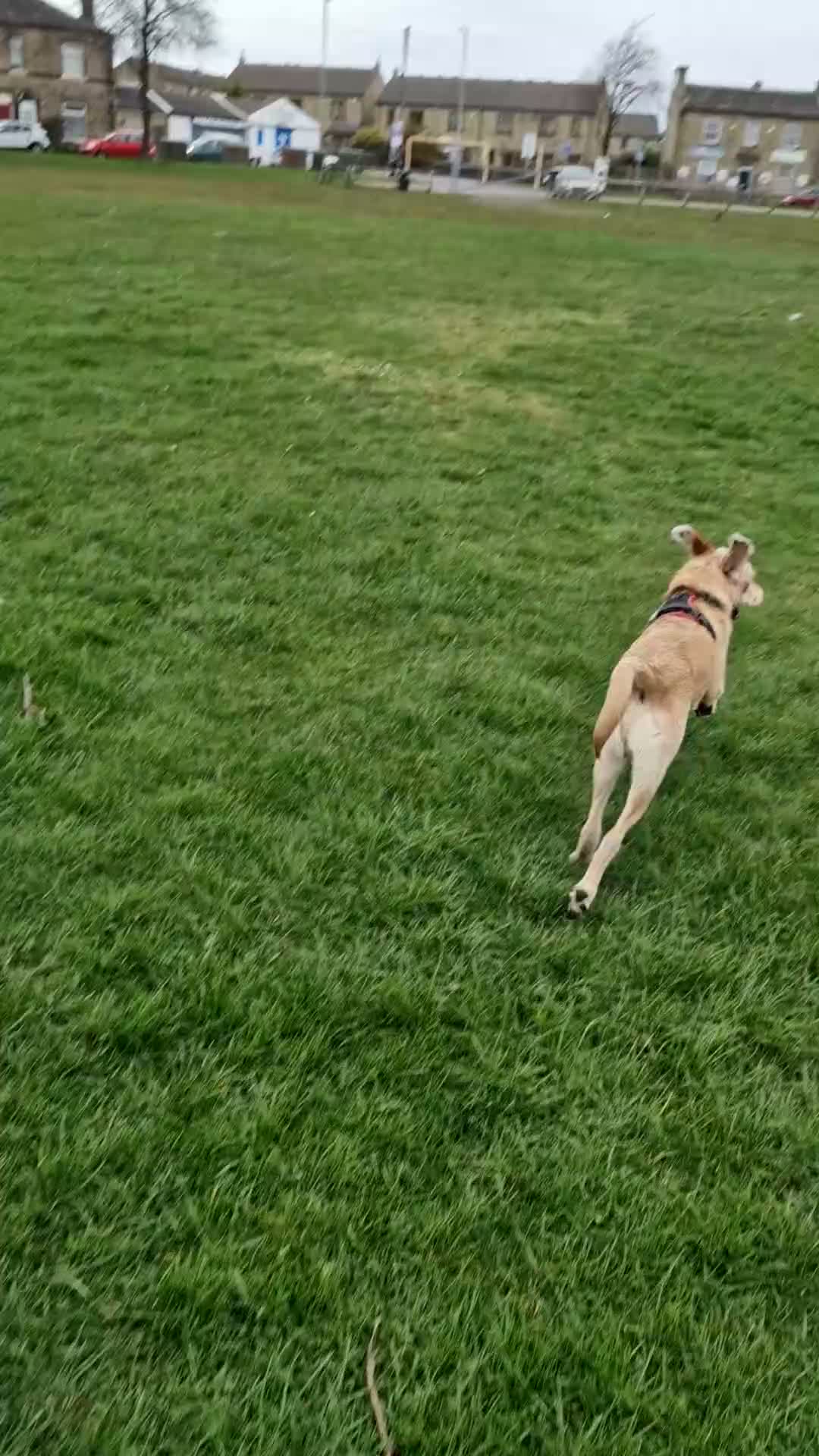Mixed Breed dogs for sale: Crowley – Loving Lab×GWP Seeking Experienced Home in Bradford - Video 1