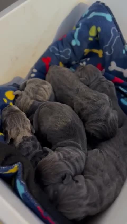 Cane Corso dogs for stud: Dell’Angra / Del Dyrium stud  in Manchester - Video 1