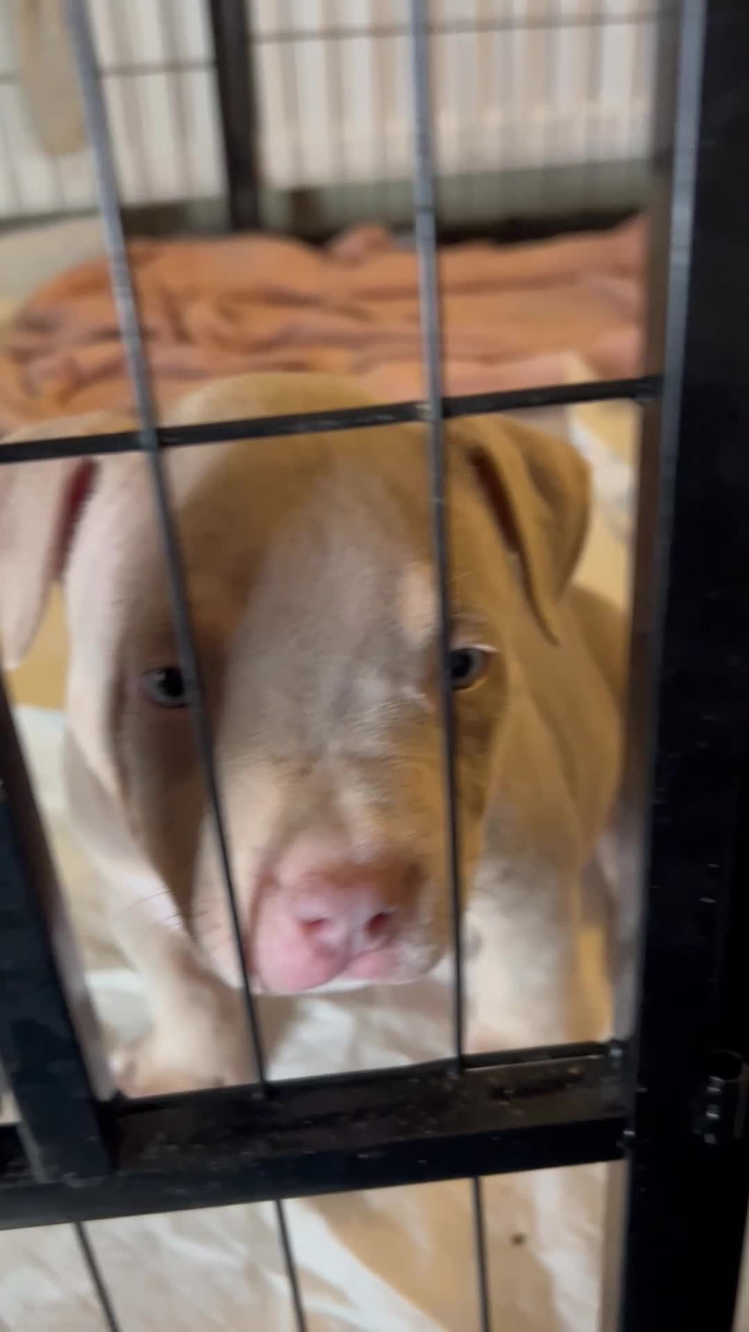 American Bulldog dogs for sale: Pocket bully girl  - Video 3