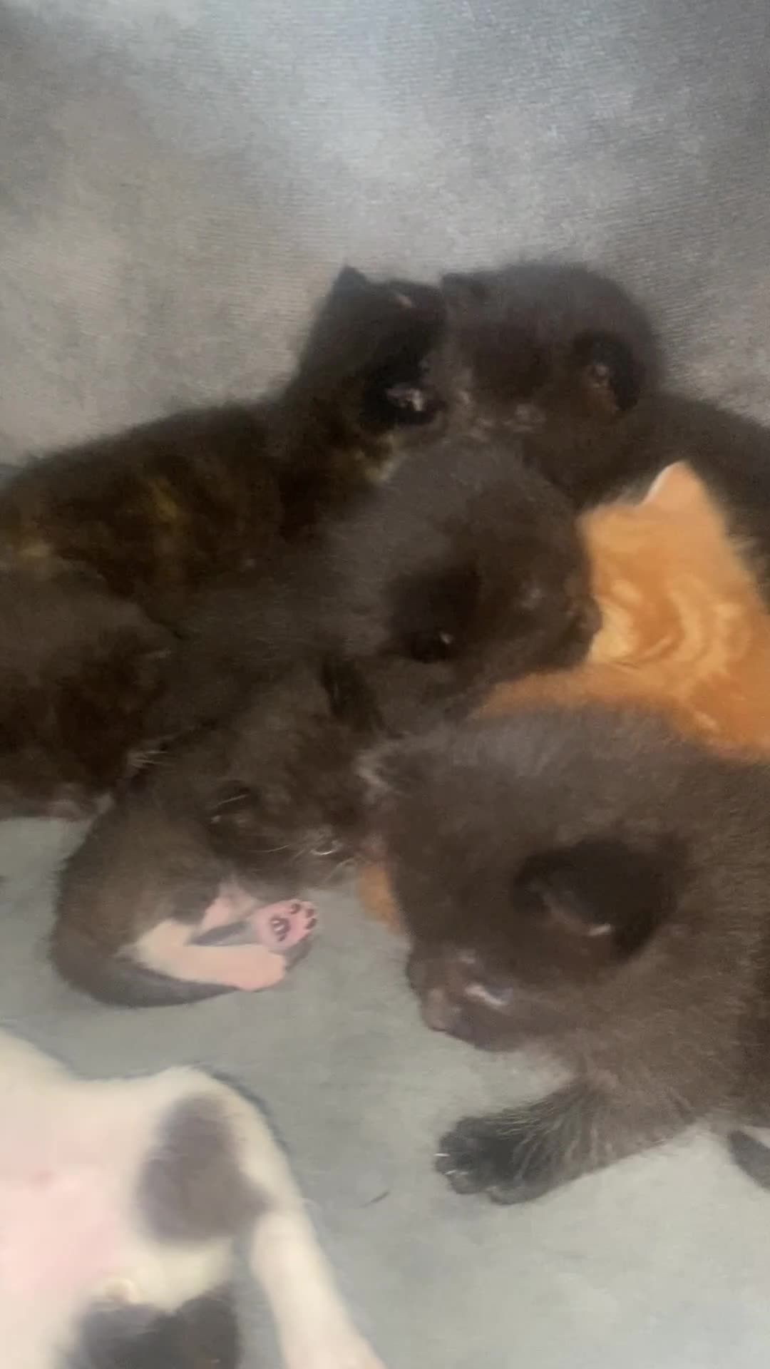 Domestic Shorthair cats for sale: Beautiful kittens for sale in Leicester - Video 2