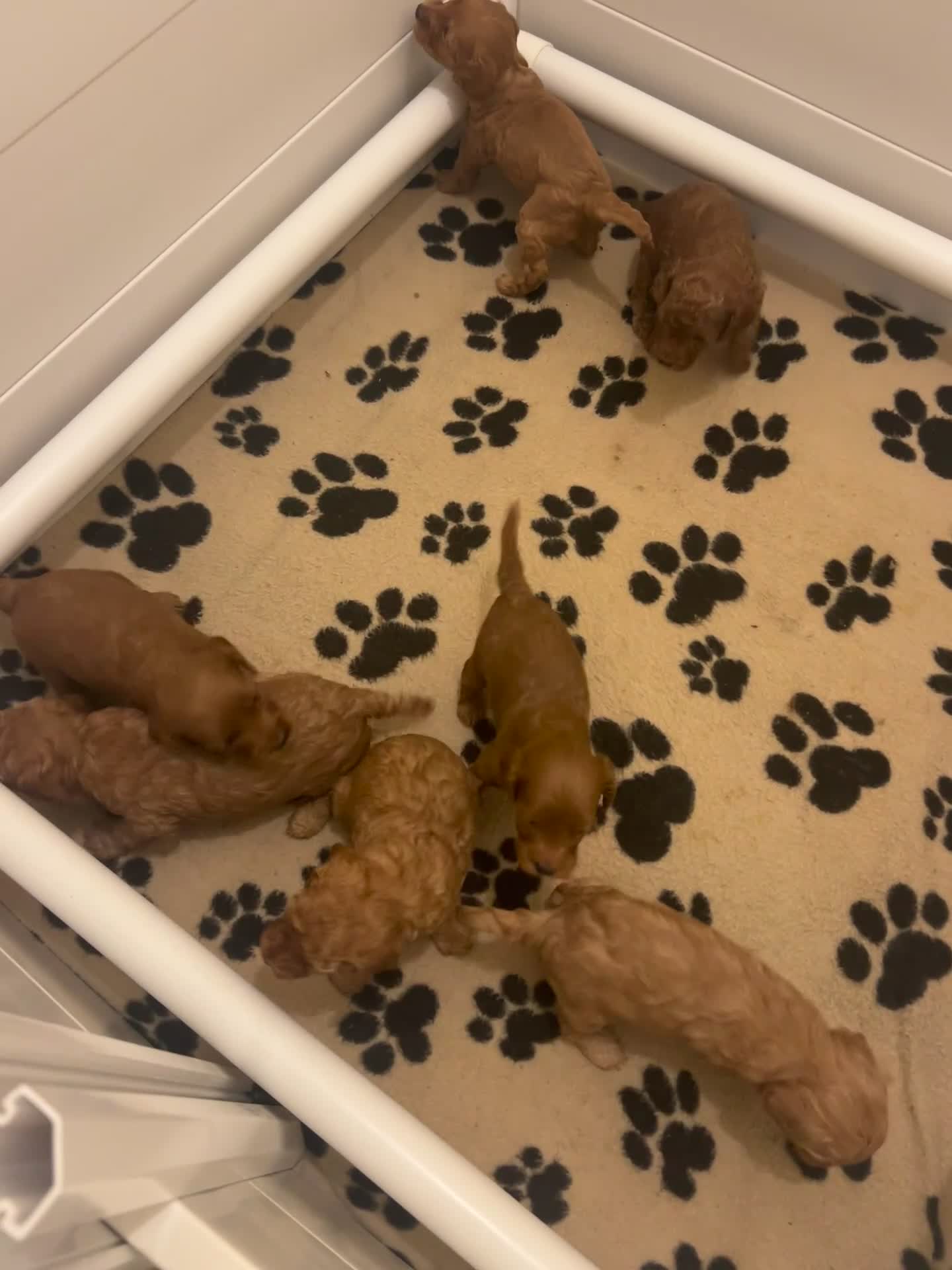 Cavapoo dogs for sale: Toy cavapoo  - Video 1