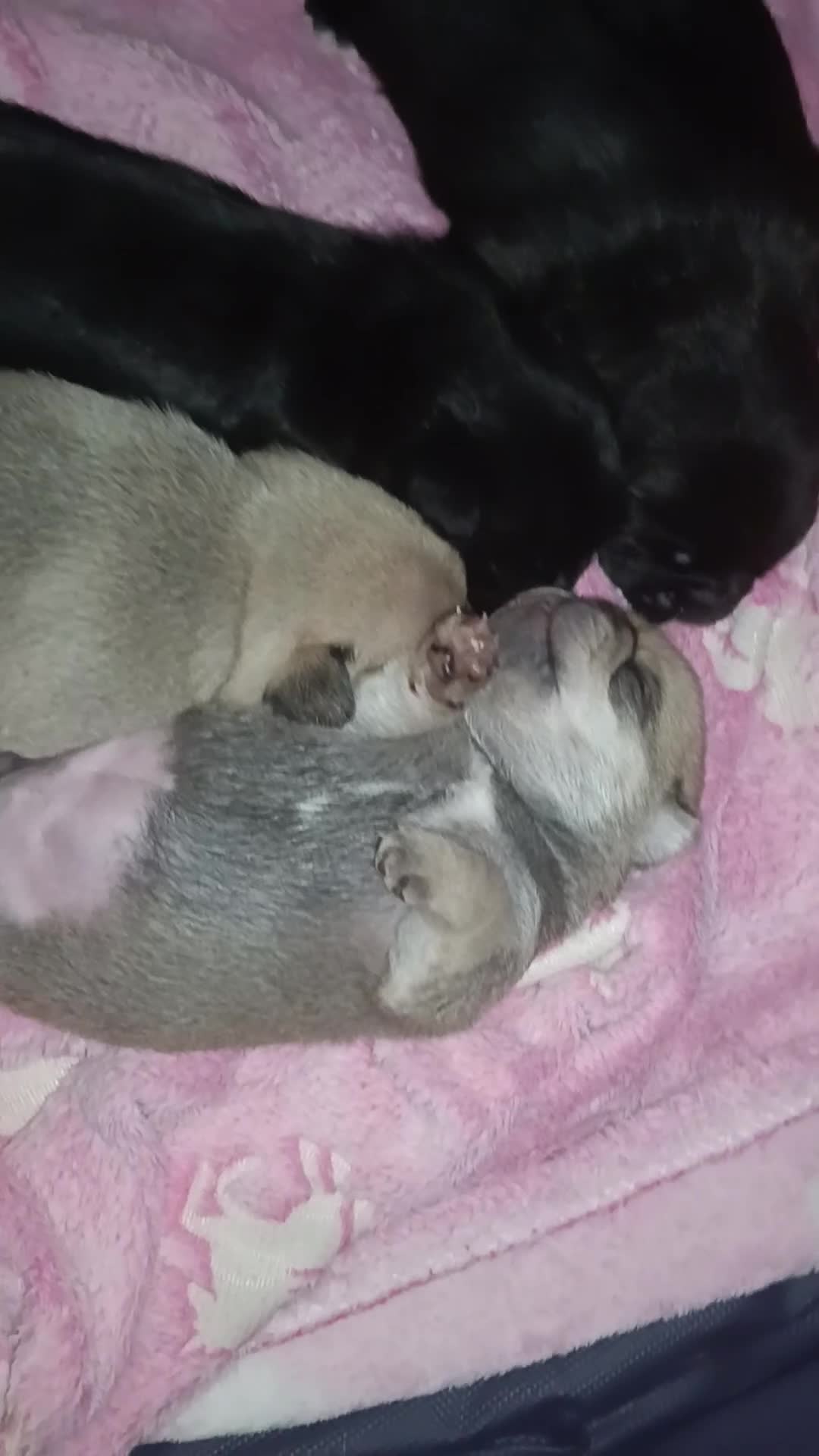 Pug dogs for sale: Pug Puppies  - Video 1