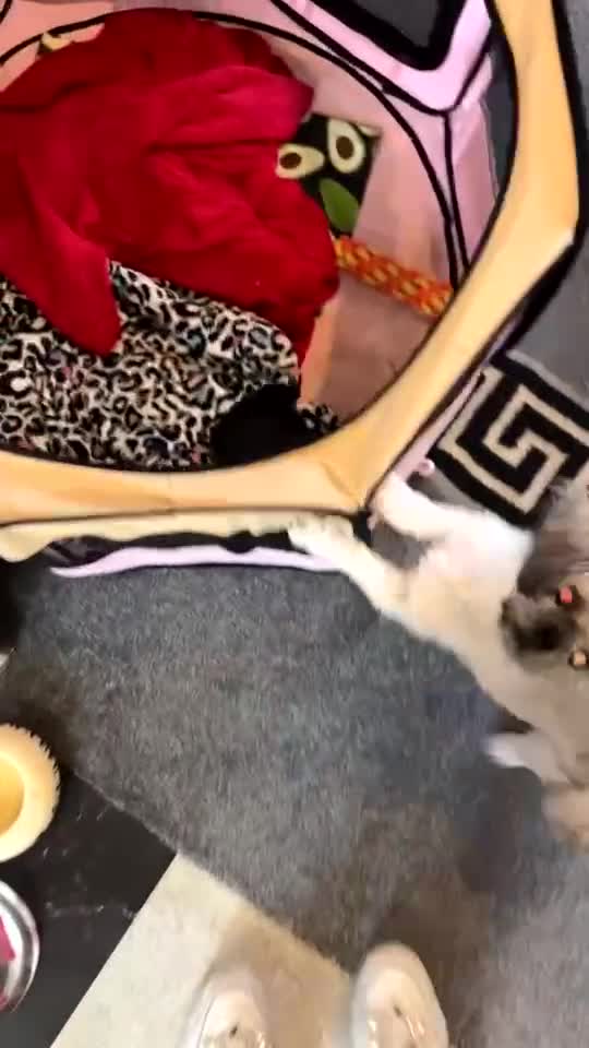 Shih Tzu dogs for sale: Bear 🐻  - Video 3