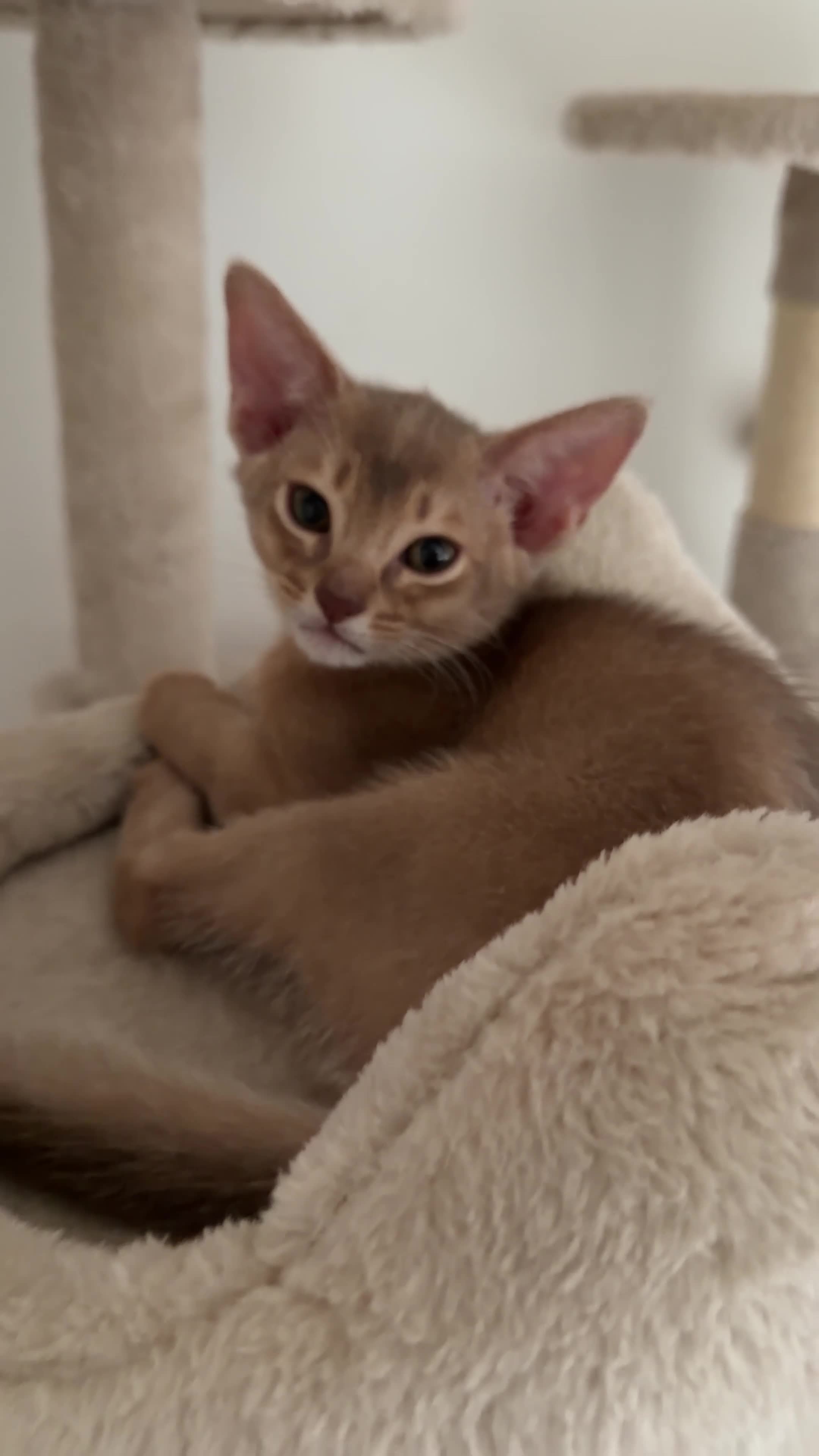 Abyssinian cats for sale: Rare 1 fawn boy 🤍 5 gen pedigree 👑TICA ready now in Wokingham - Video 3