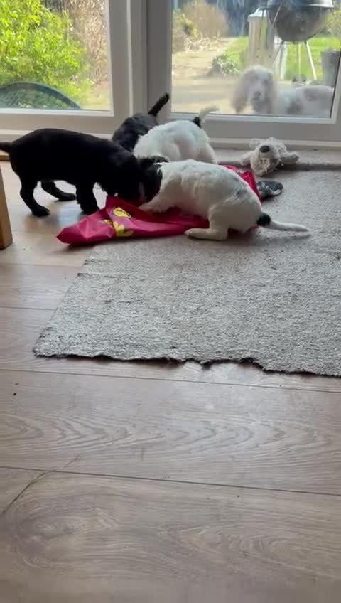 Cockapoo dogs for sale: Cockapoo 1 boy, Ready now, microchipped, vaccine  - Video 2