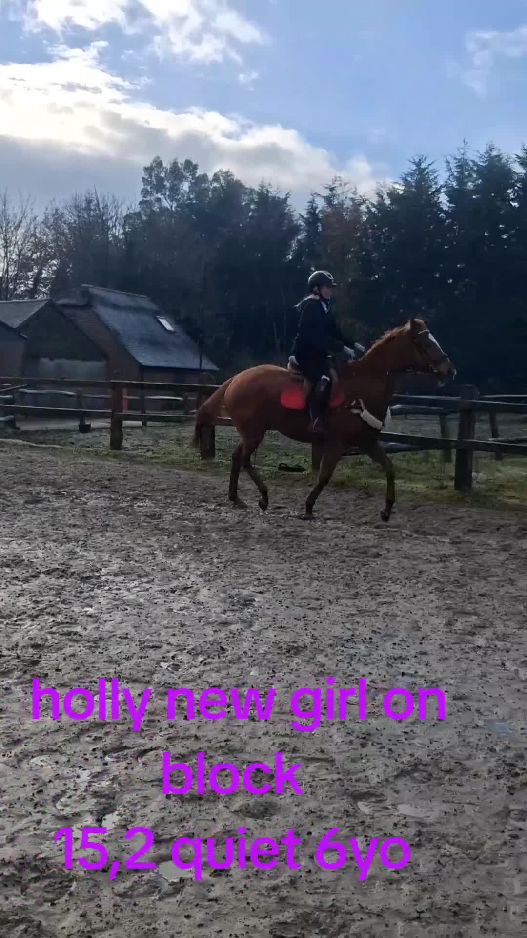 English Thoroughbred horses for sale: Super safe anyones ride - Video 2