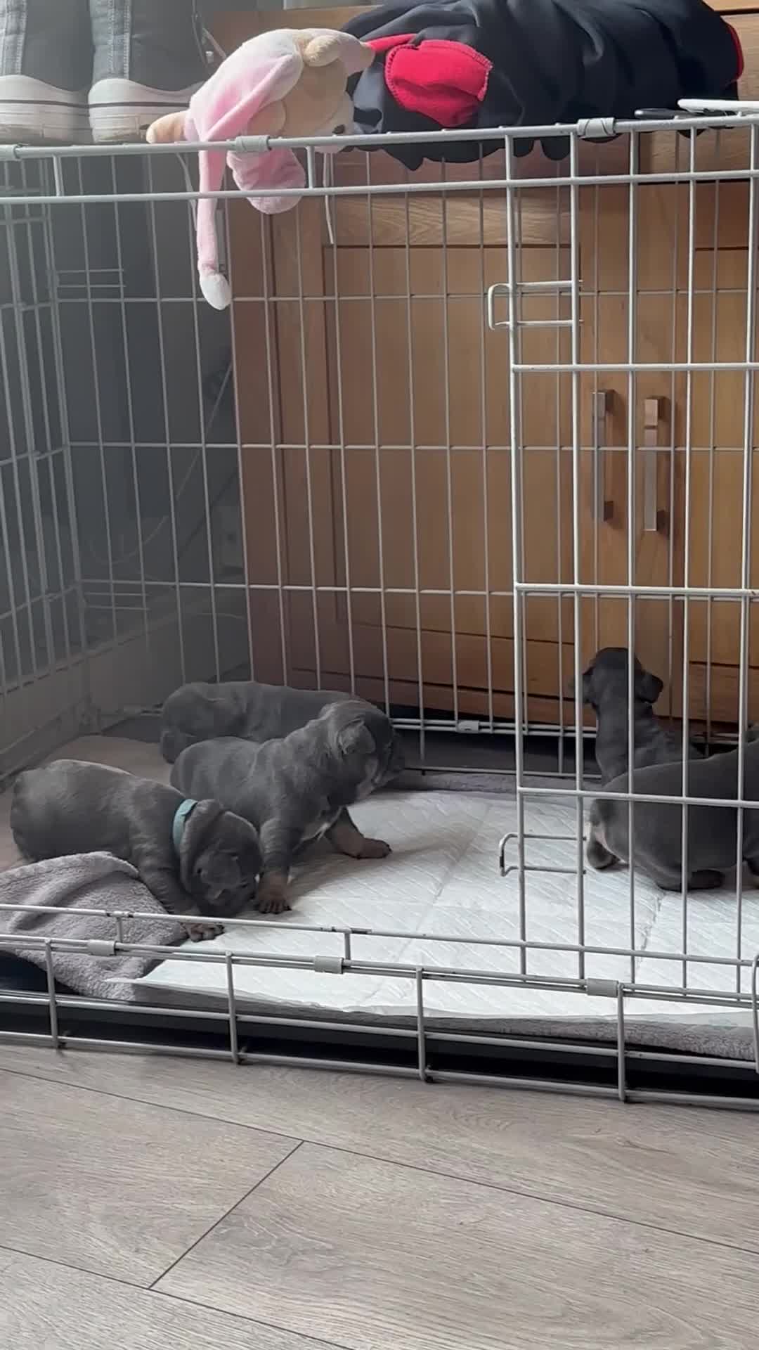 French Bulldog dogs for sale: French bulldog puppies  - Video 1