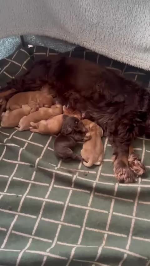 Cocker Spaniel dogs for sale: KC reg show cocker spaniels  - Video 3