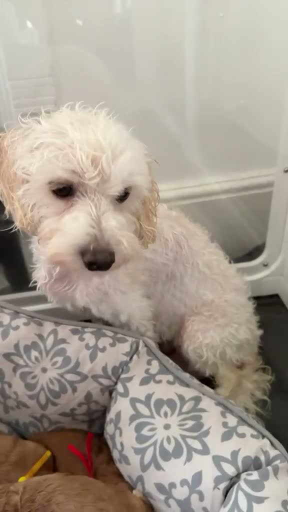 Maltipoo dogs for sale: Gorgeous Red Maltipoo Boys❤️ Ready Now! in Milton Keynes - Video 3