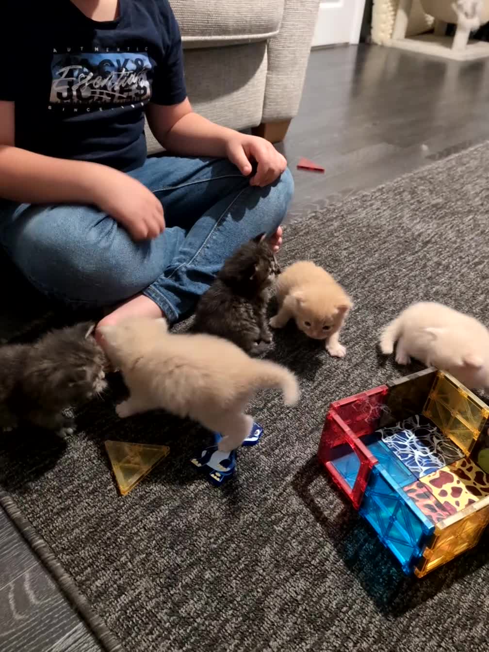 Maine Coon cats for sale: Full Maine coon kittens - Video 1