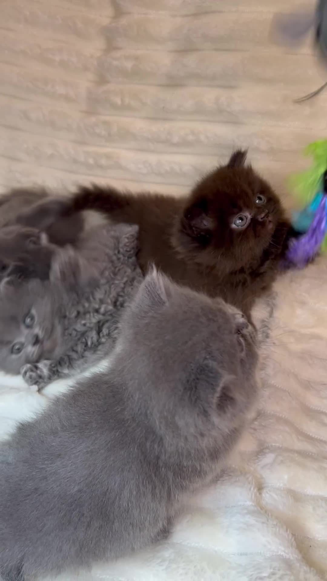 British Longhair cats for sale: British Long/Short Hair Adorable Kittens - Video 1