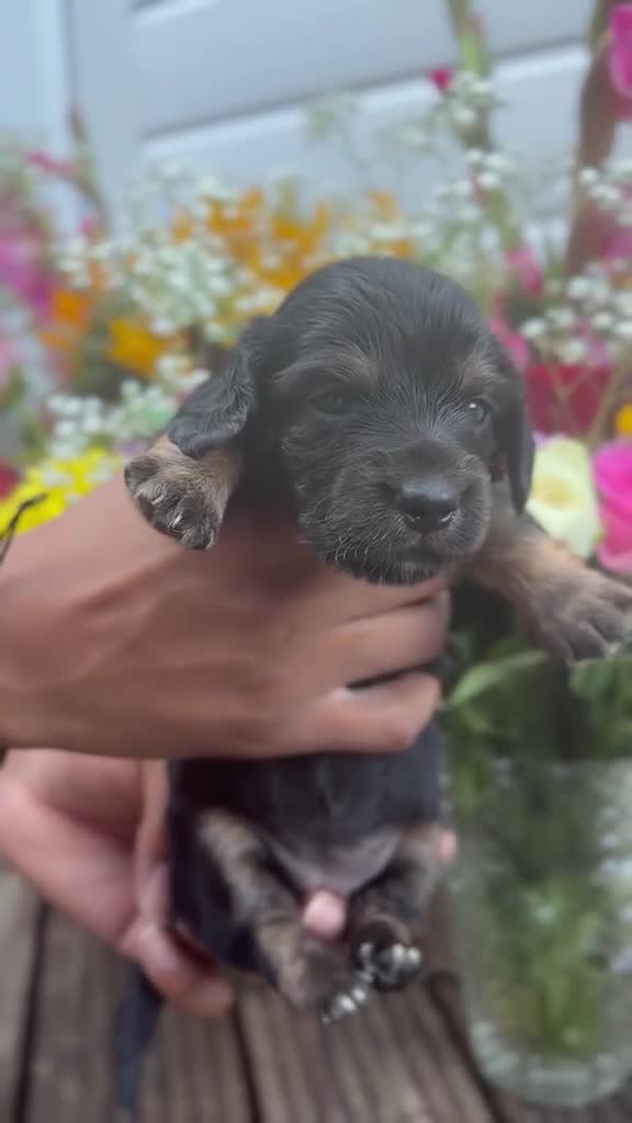 Miniature Dachshund dogs for sale: 4 stunning long haired miniature dachshunds - Video 4