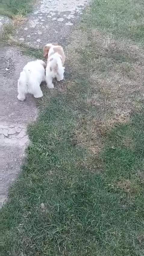 Cavachon dogs for sale: 2 beautiful Cavachon puppies for sale - Video 1