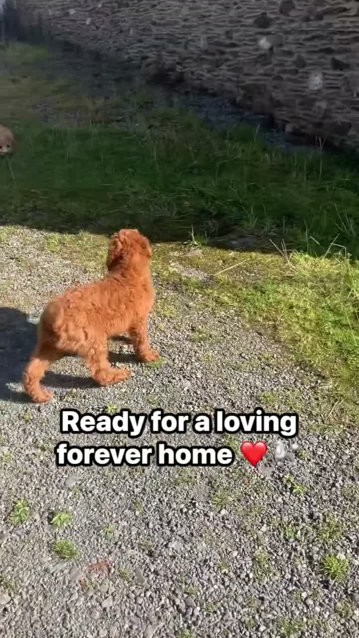 Standard Poodle dogs for sale: Red Standard Poodle Puppies Fully Health Tested - Video 1