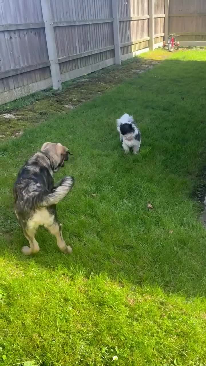 Mixed Breed dogs for sale: Macedonian shepherd - Video 1