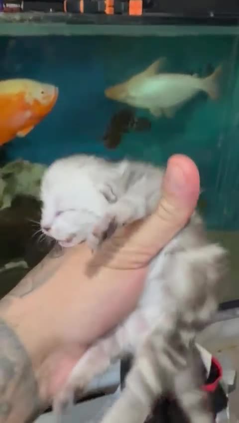 Maine Coon cats for sale: Maine coon x bsh kittens! - Video 1