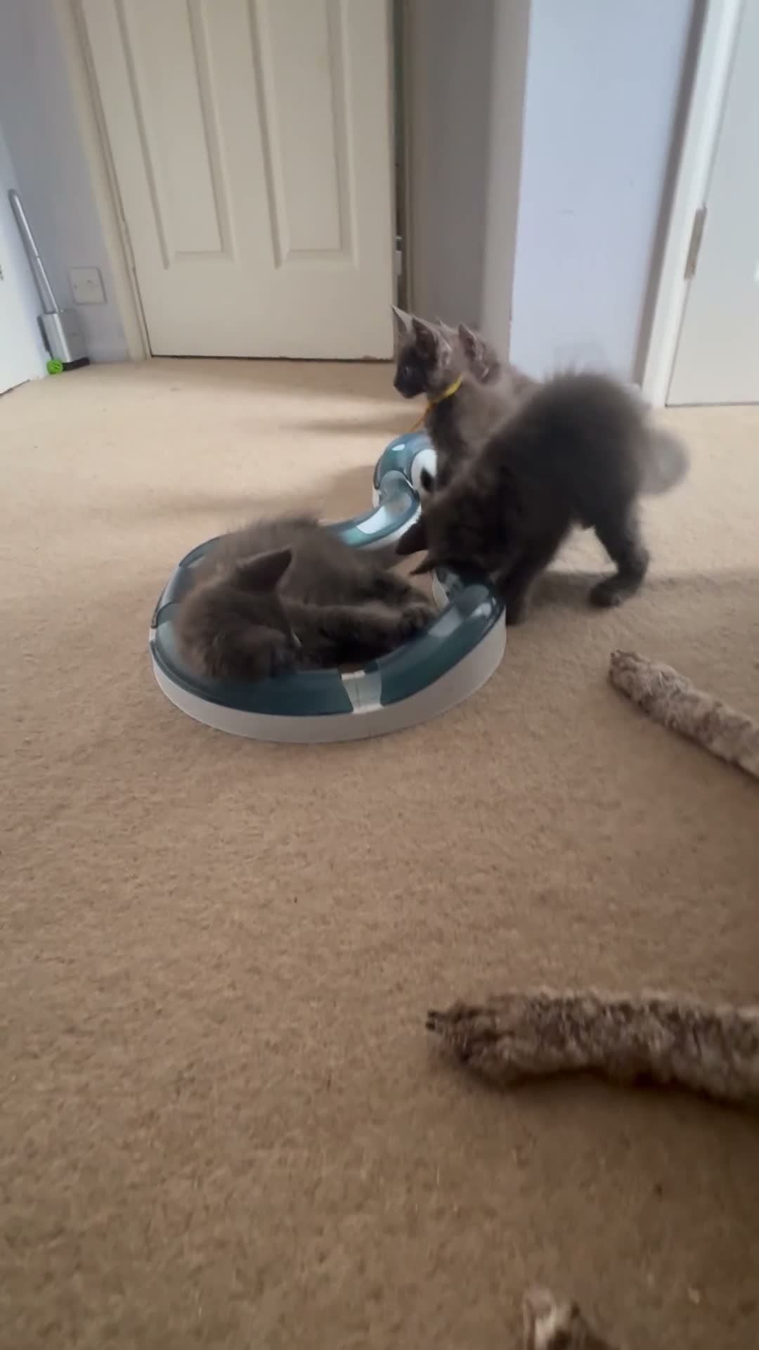 Maine Coon cats for sale: Stunning GCCF Russian Blue Maine Coons - Video 2