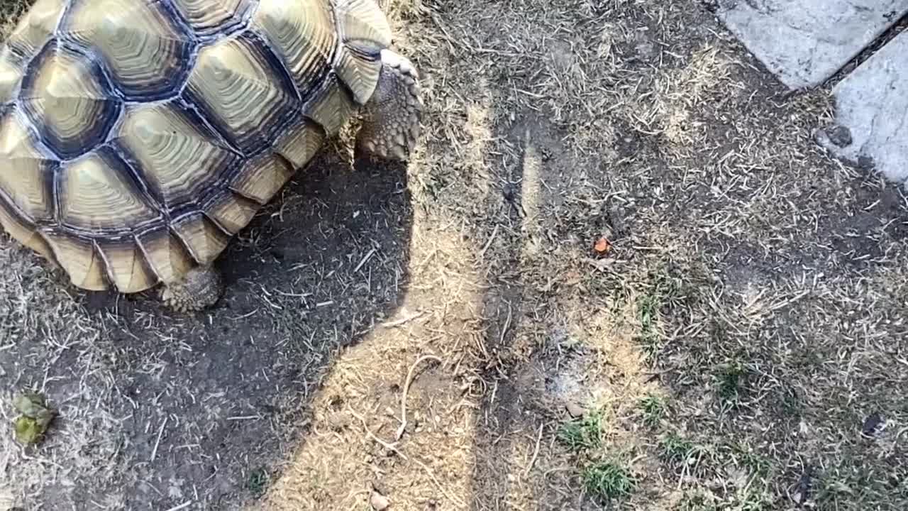 Tortoise reptiles for sale: Sulcata tortoise  in Colchester - Video 1