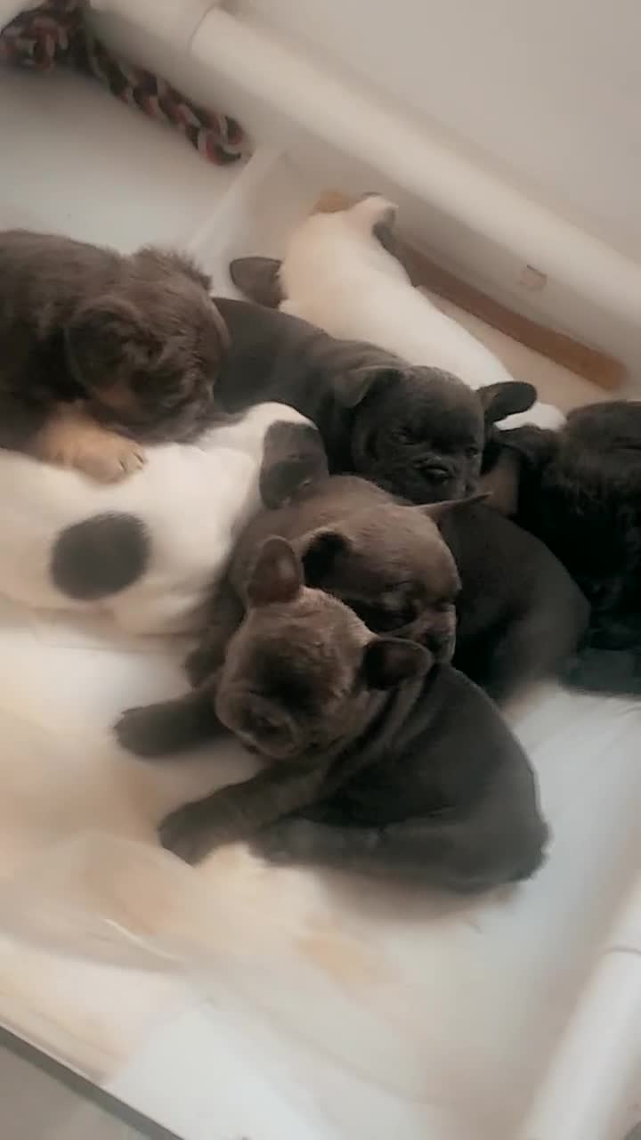 French Bulldog dogs for sale: French bulldog for sale  - Video 1