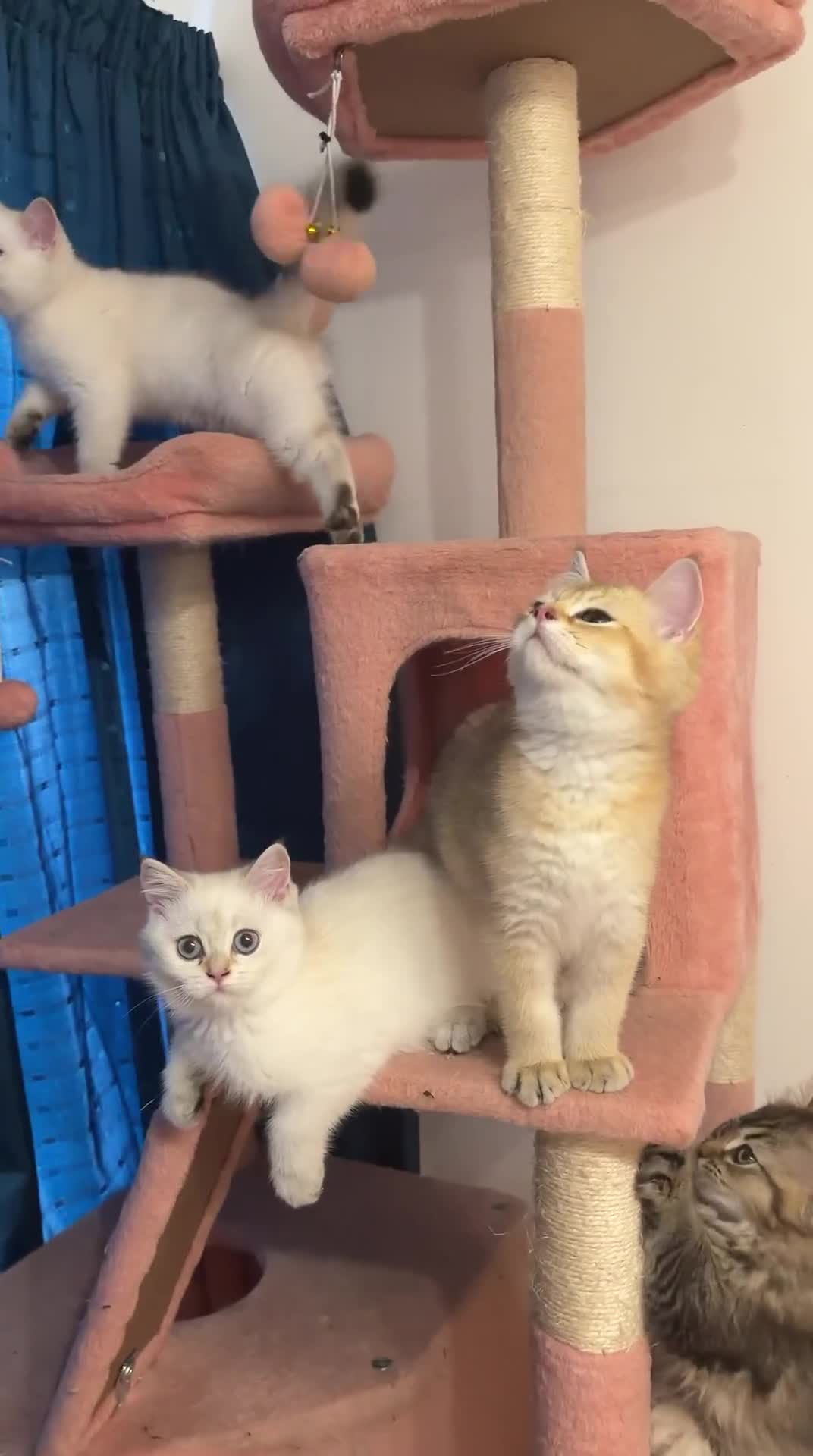 British Shorthair cats for sale: Gorgeous Golden & white British shorthair kitten - Video 1