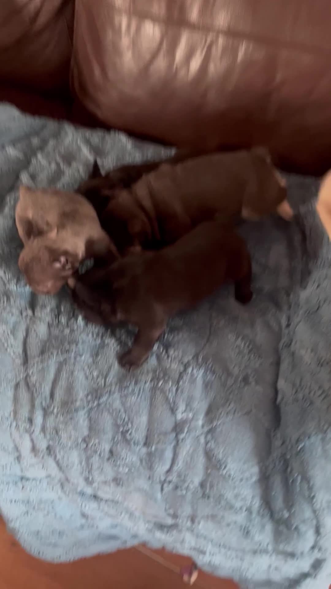 French Bulldog dogs for sale: French Bulldog puppies. 3 x boys 1 x girl - Video 3