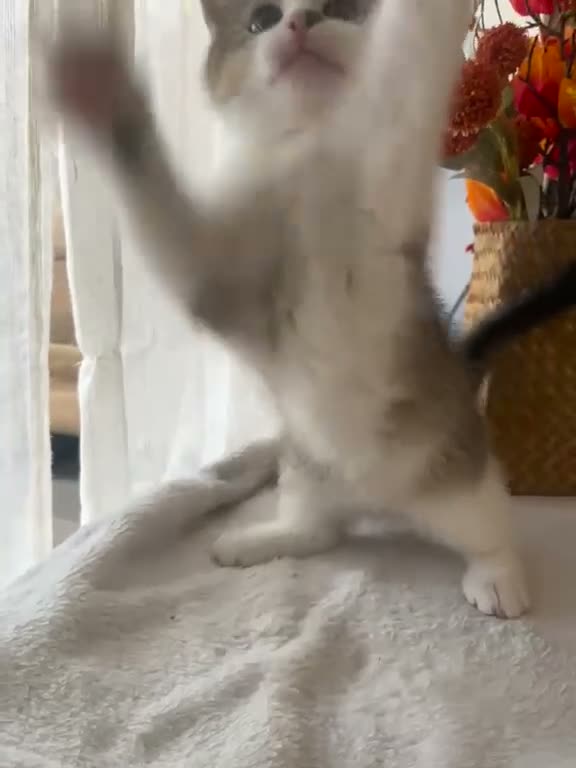 British Shorthair cats for sale: 🐾 3 Beautiful Female Silver Tabby & White Kittens in Harpenden - Video 1
