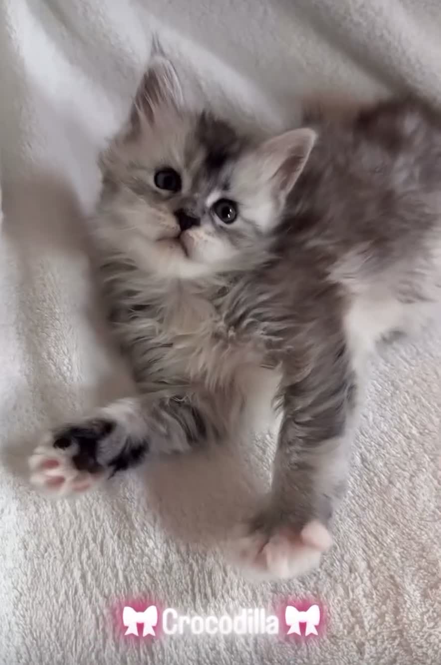Maine Coon cats for sale: 💗RARE💗Imported lines, exceptional MC kittens😻⭐️ - Video 2