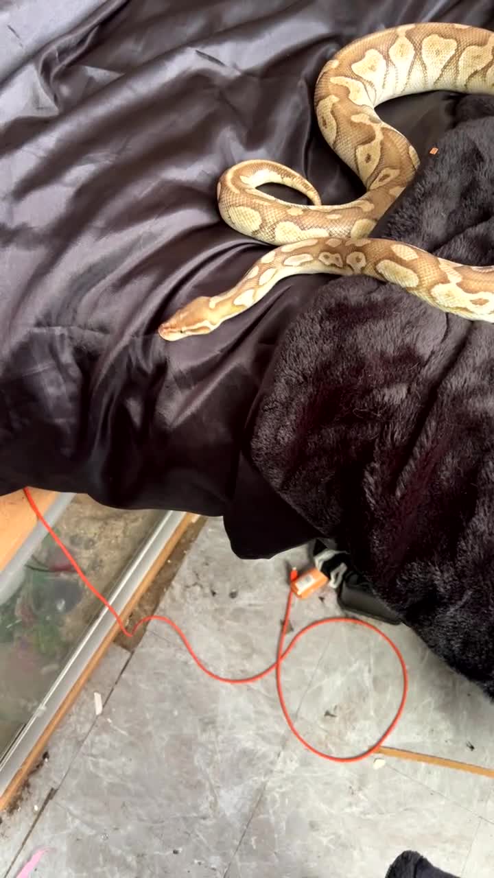 Snake reptiles for sale: Banana  in Gillingham - Video 2