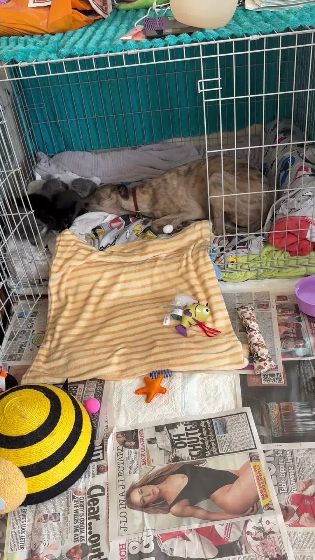 Mixed Breed cats for sale: For sale 3 boys 3 girls - Video 2