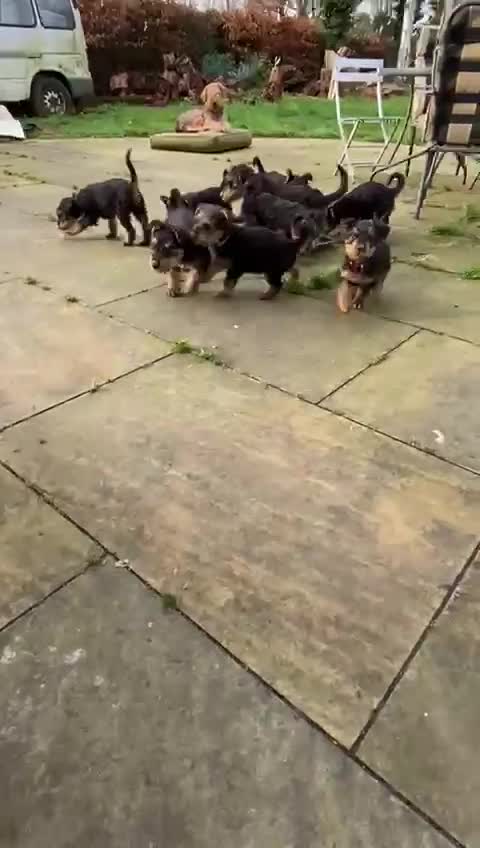 Airedale Terrier dogs for sale: Pure breed Airedale Terriers for sale - Video 2