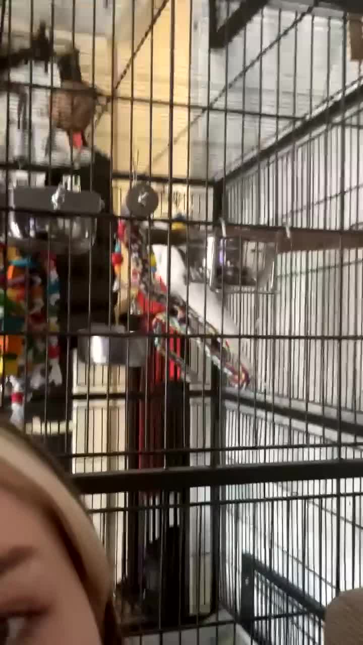 Cockatiels birds for sale: Beautiful Cockatiel for sale - Video 1