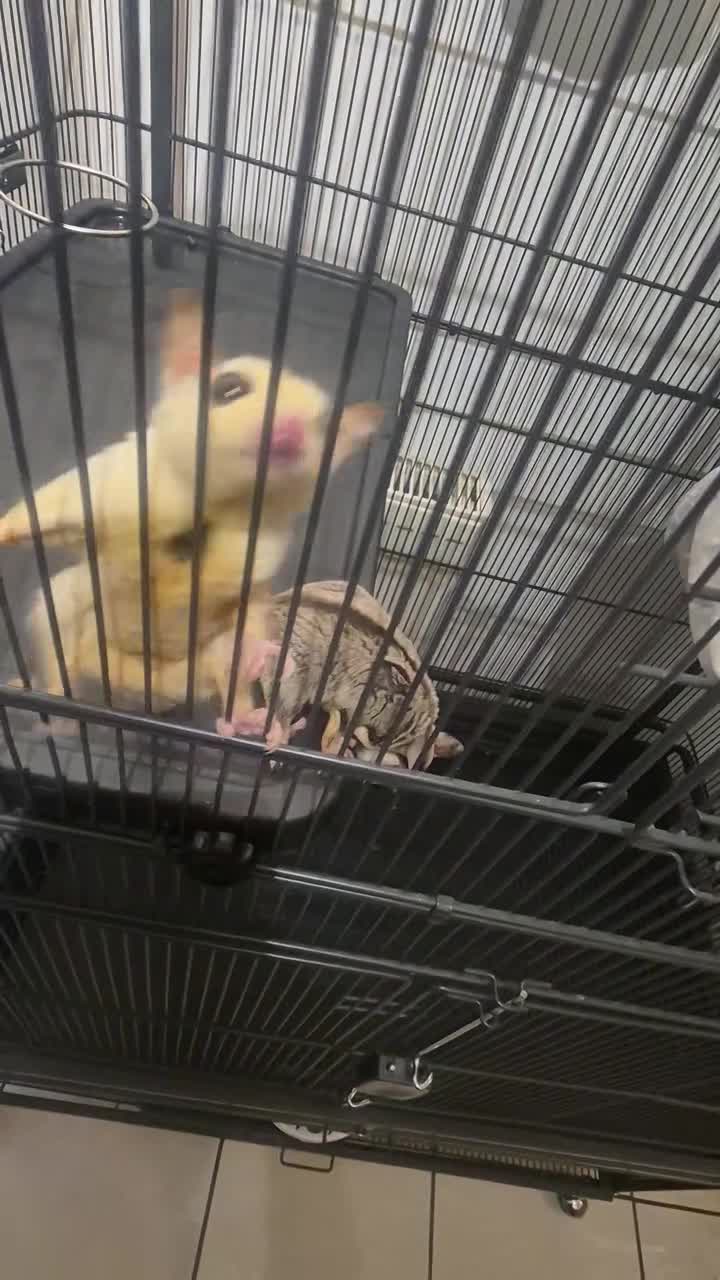 Sugar Glider rodents for sale: Two male sugar gliders  - Video 1