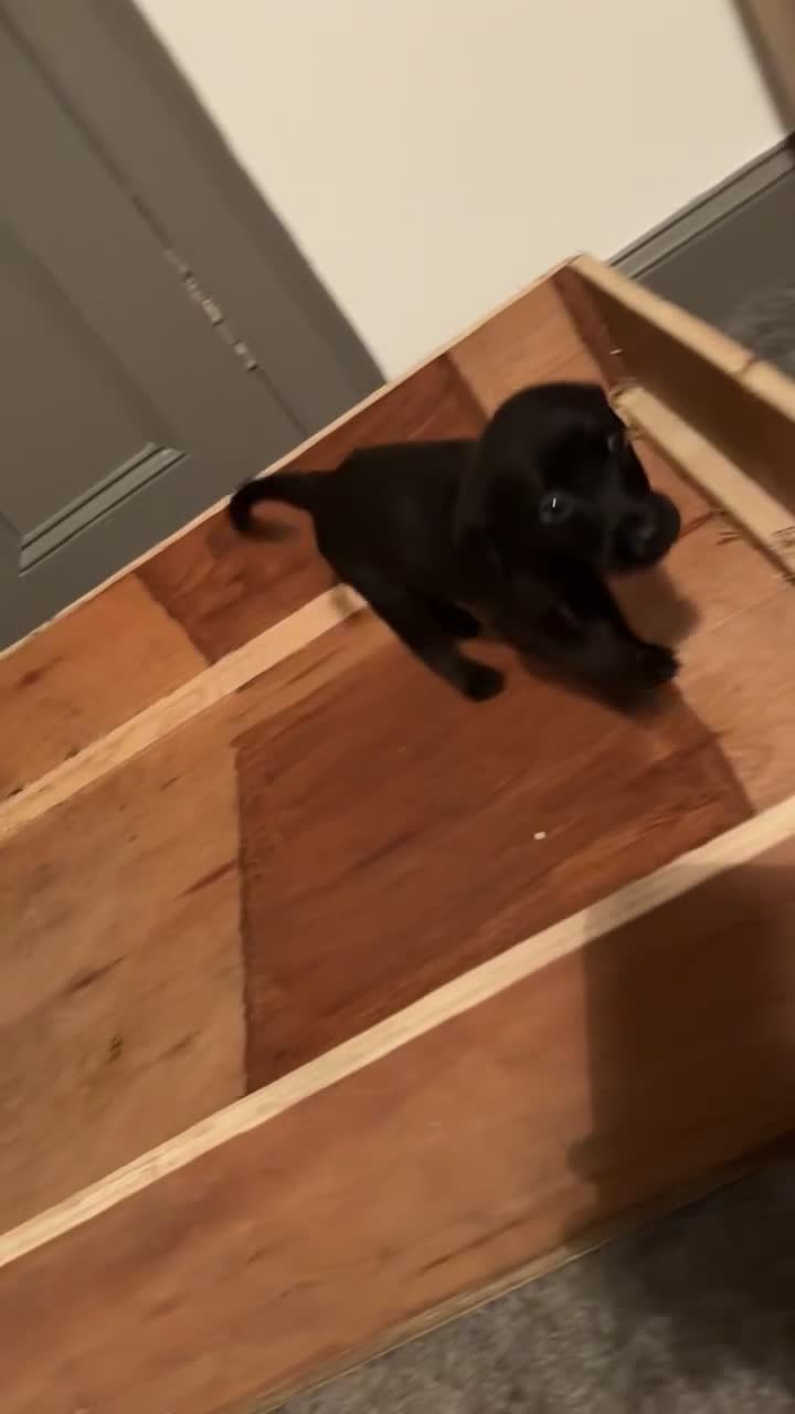 Mixed Breed dogs for sale: LABRADOR PUPS - Video 2