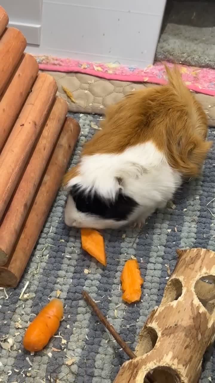 Guinea Pig rodents for sale: Two female guinea pigs for rehome - Video 2