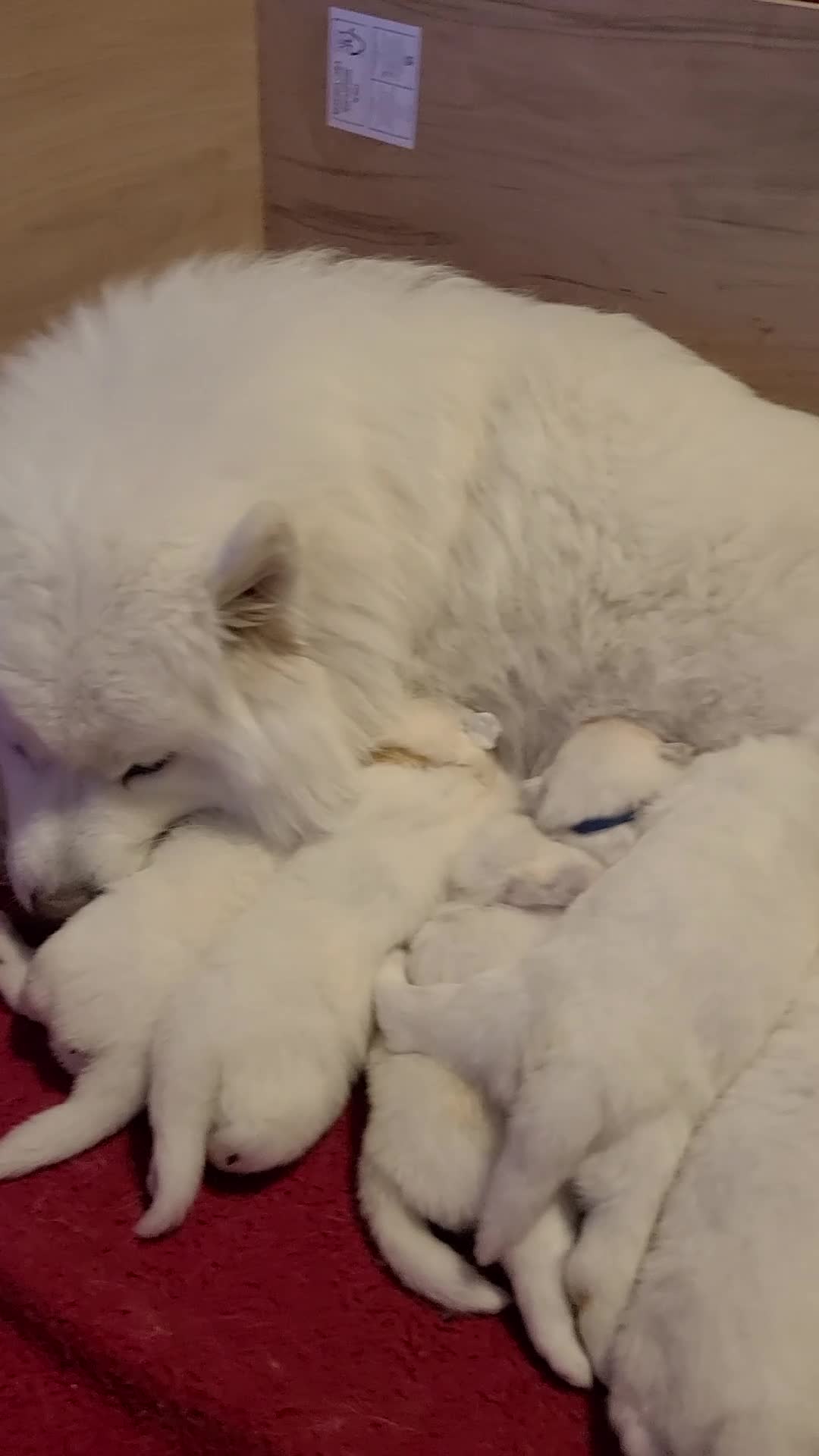 Samoyed dogs for sale: 🐾 Exceptional Pedigree Samoyed Puppies  🐾 - Video 1