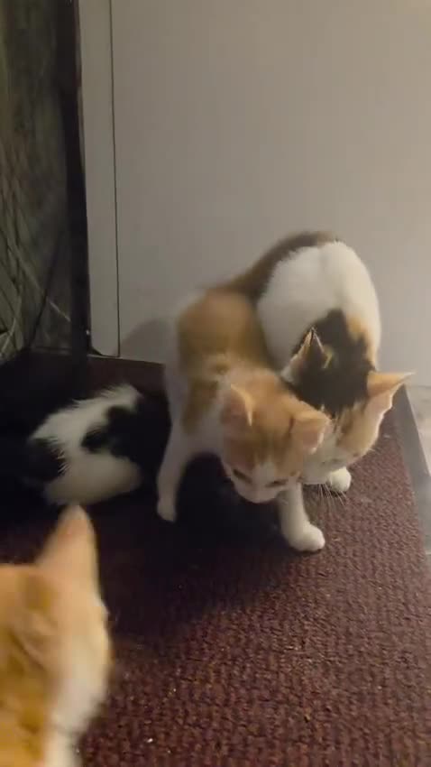 Mixed Breed cats for sale: 🐾 Adorable Kittens Looking 4 Their Forever Homes  in Coulsdon - Video 1