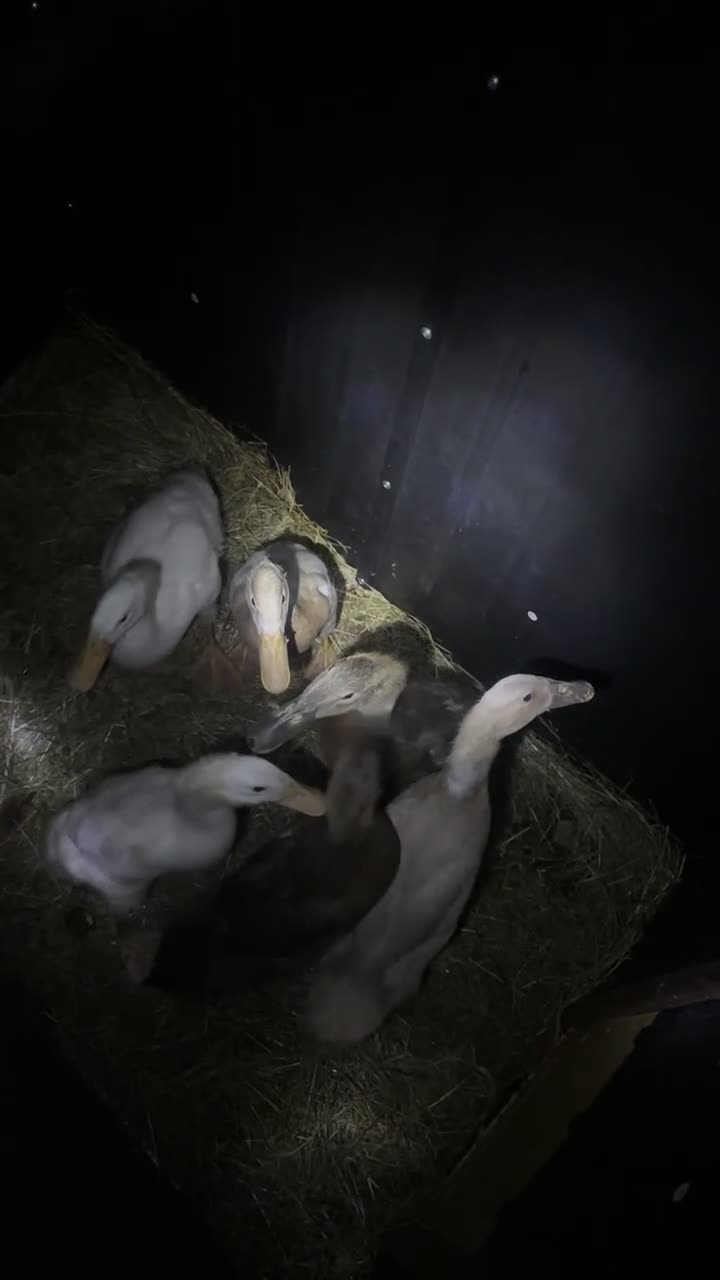 Ducks poultry for sale: Indian runner ducks  in Stoke-on-Trent - Video 1