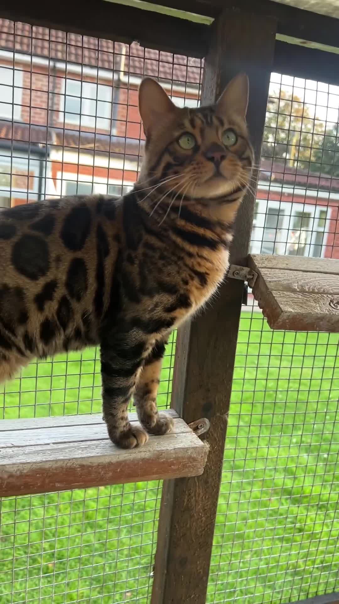 Bengal cats for sale: SHOW QUALITY BENGAL BOY Tica/Active - Video 1