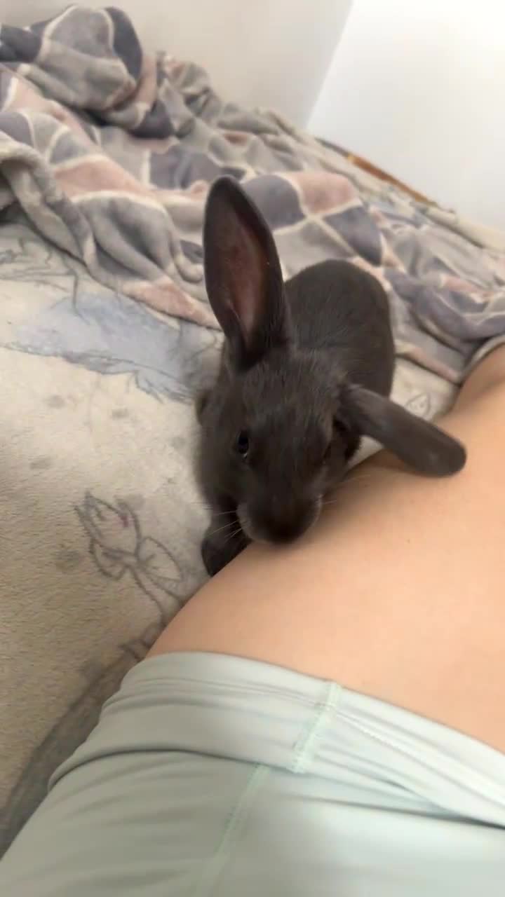 Belgian Hares rabbits for sale: Lovable rabbit  - Video 1