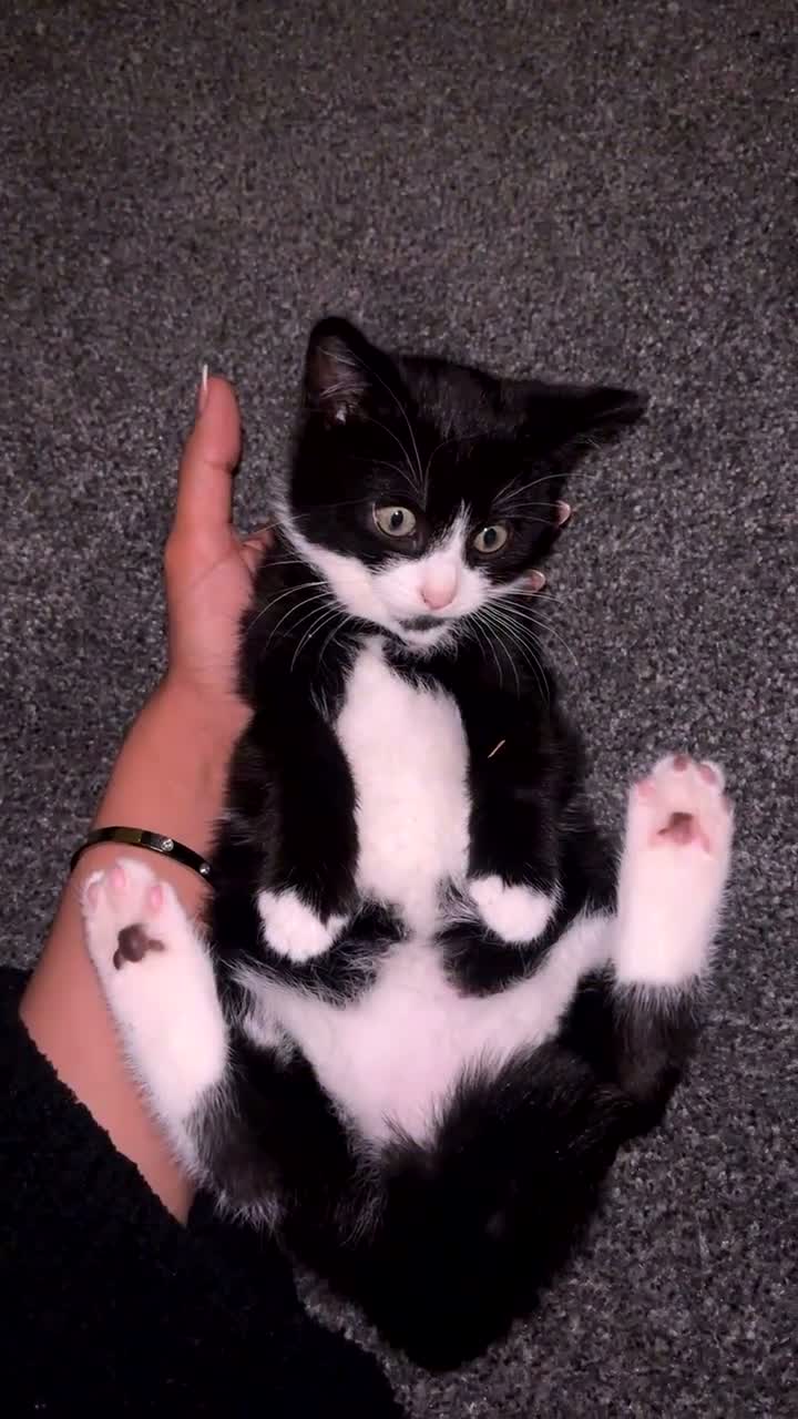 Mixed Breed cats for sale: Tuxedo kitten  - Video 3