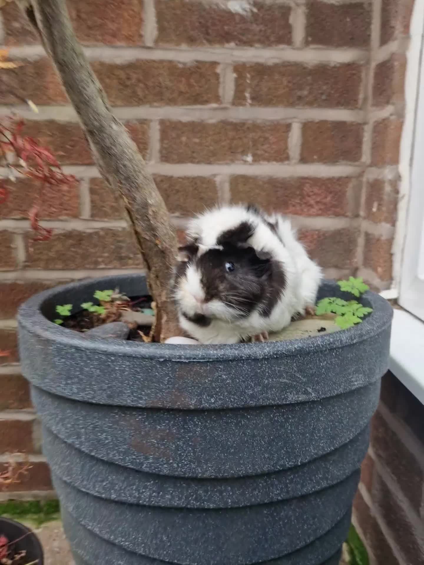 Guinea Pig rodents for sale: Beautiful abyssinian breed  - Video 4