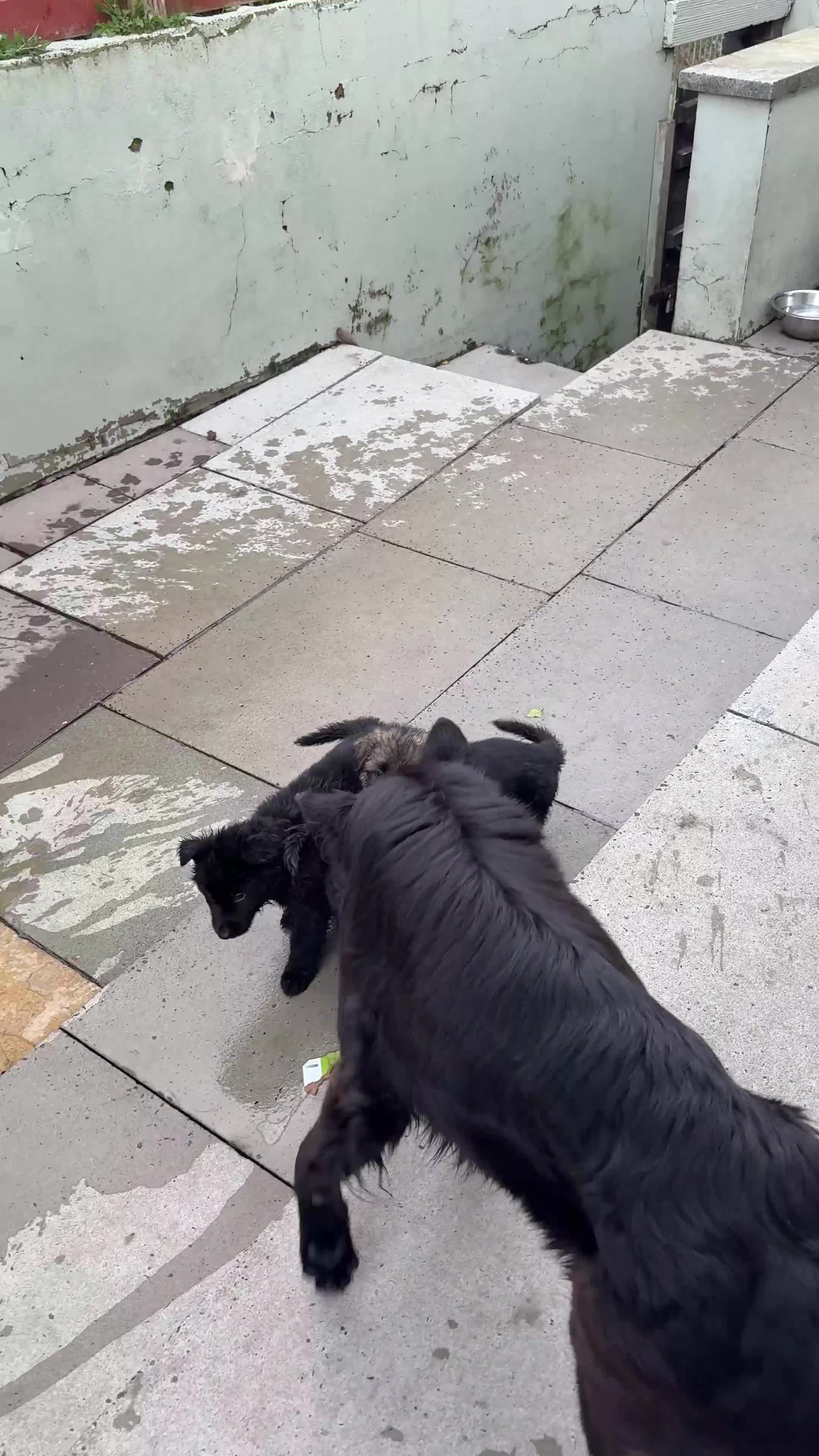 German Shepherd dogs for sale: 3 Beautiful German Shepherd puppies  - Video 1