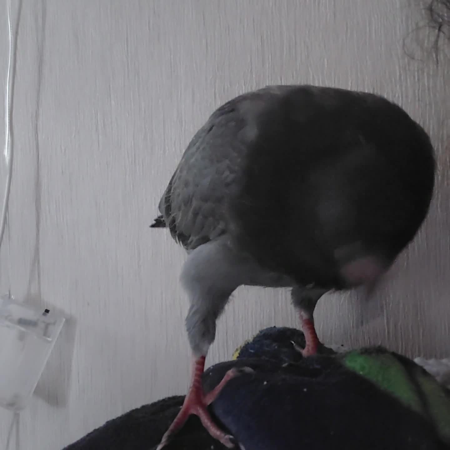 Pigeons birds for sale: 4 weeks old A Pretty little pigeon (free) - Video 5