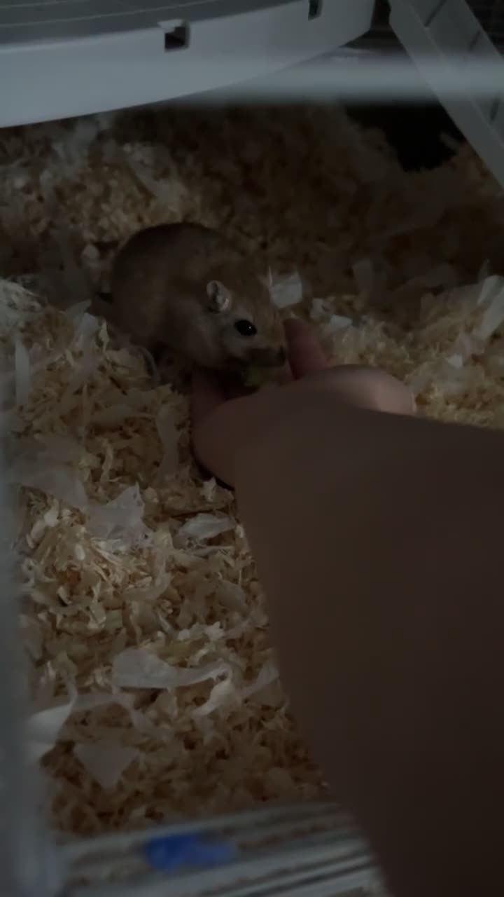 Gerbil rodents for sale: 2 male gerbils for sale  - Video 2