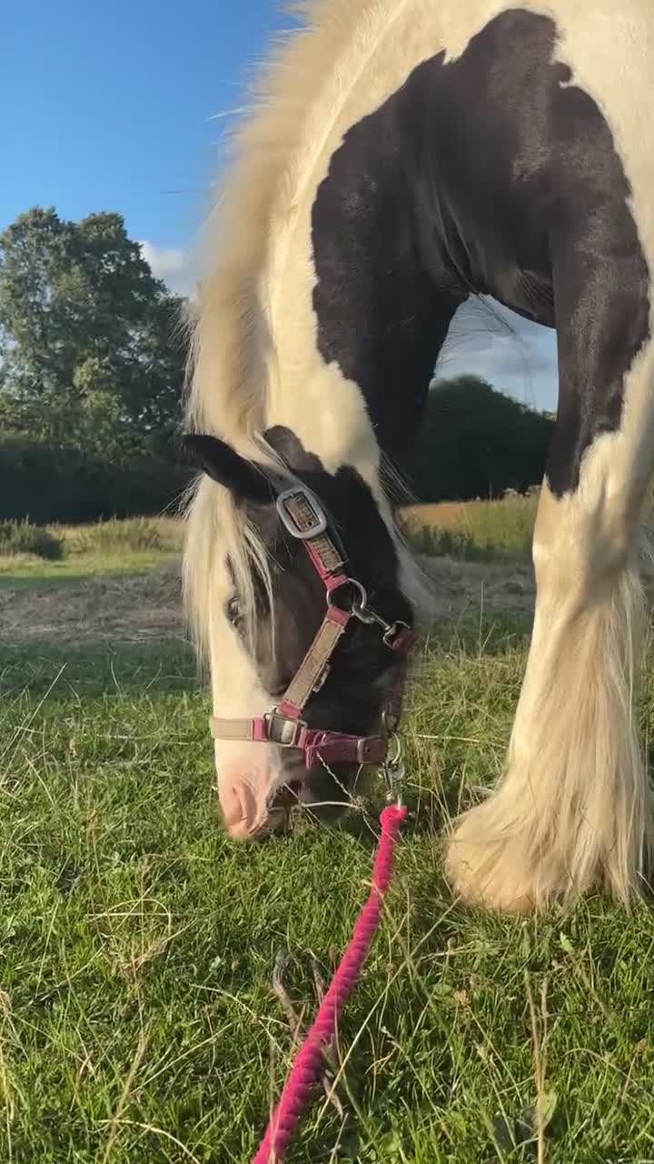 Irish Cob horses for sale: Gyspy offers considered - Video 2