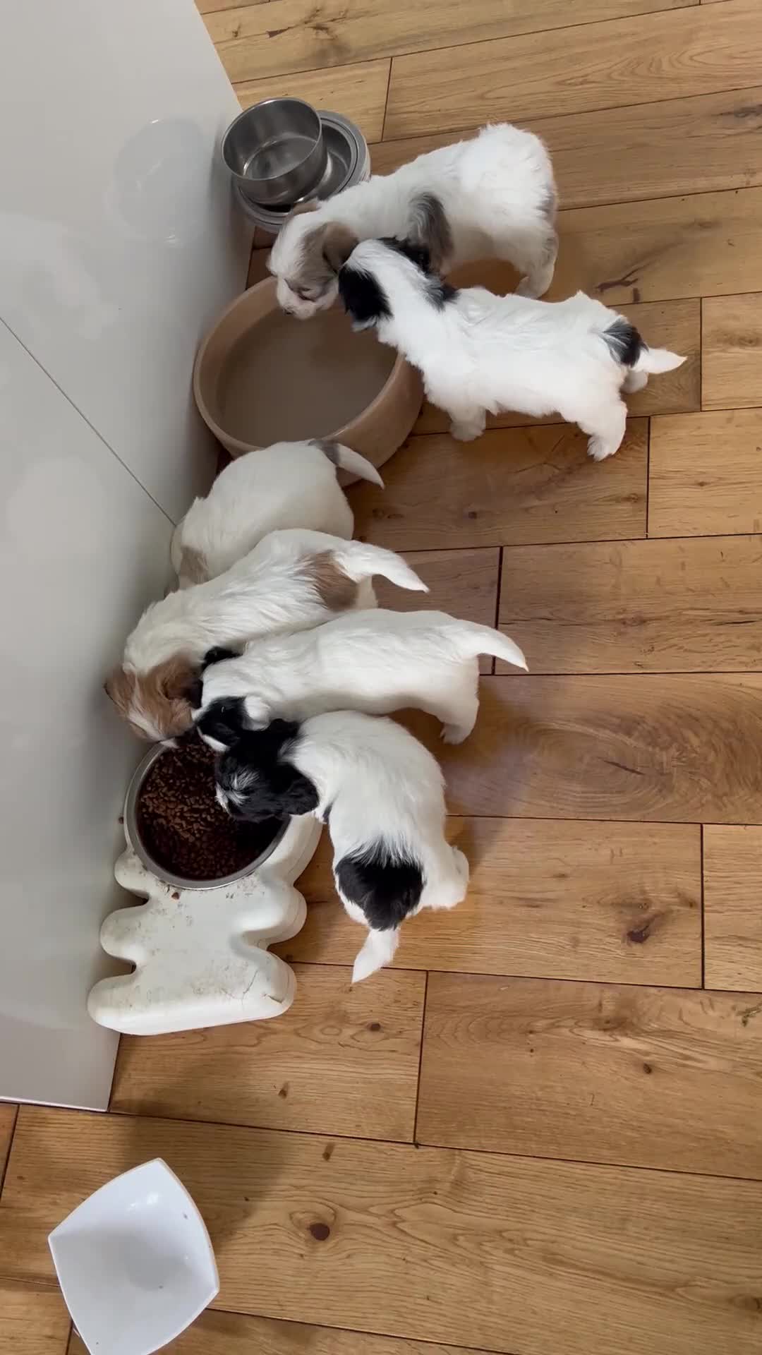 Coton De Tulear dogs for sale: Beautiful Coton de Tulear Puppies - Video 1