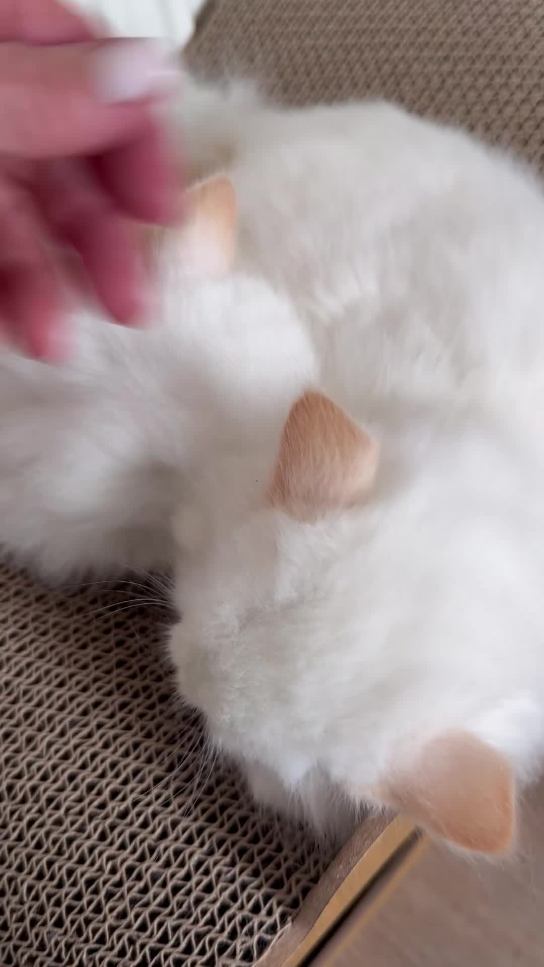 Ragdoll cats for sale: Ragdoll kittens  - Video 3