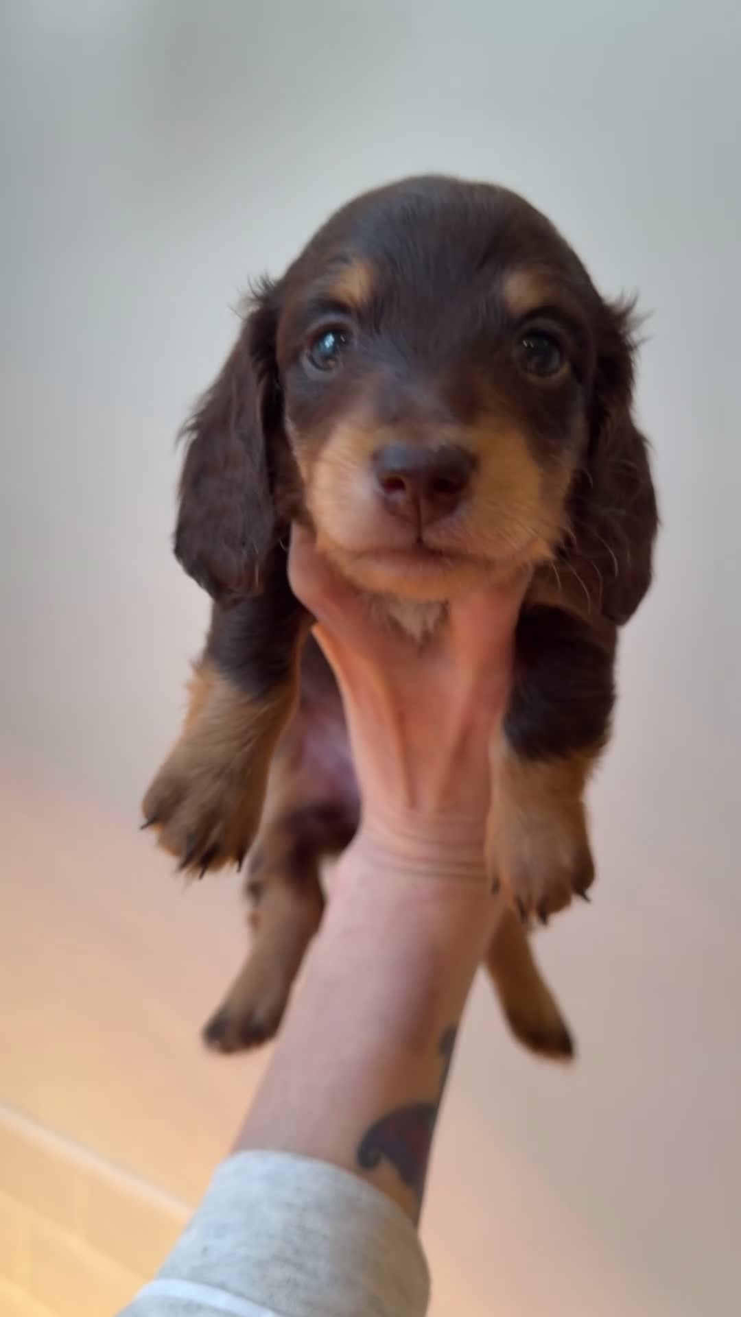 Miniature Dachshund dogs for sale:  Chocolate long hair dapples  - Video 2